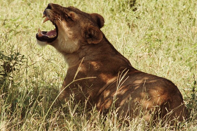 From Victoria Falls: Chobe National Park Small Group Tour - Key Things That Make This Tour Worth Your Time