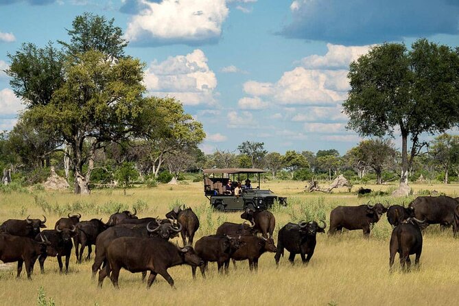 From Victoria Falls: Chobe National Park Small Group Tour - Getting There: Hotel Pickup, Timing, and Border Reality