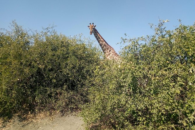 From Victoria Falls: Chobe National Park Small Group Tour - The 4x4 Guided Game Drive: How You Can Actually Spot the Big Five
