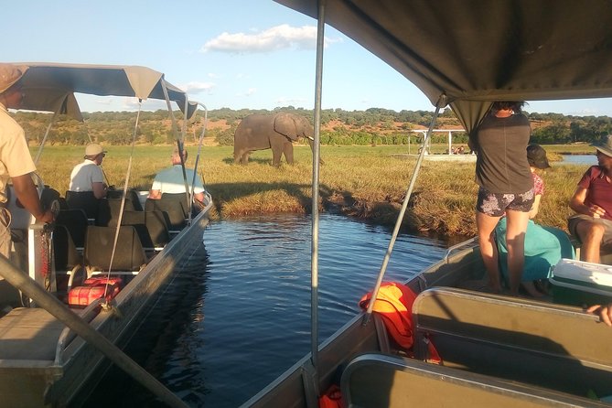 From Victoria Falls: Chobe National Park Small Group Tour - Lunch Time: Fuel That Keeps Your Eyes Sharp