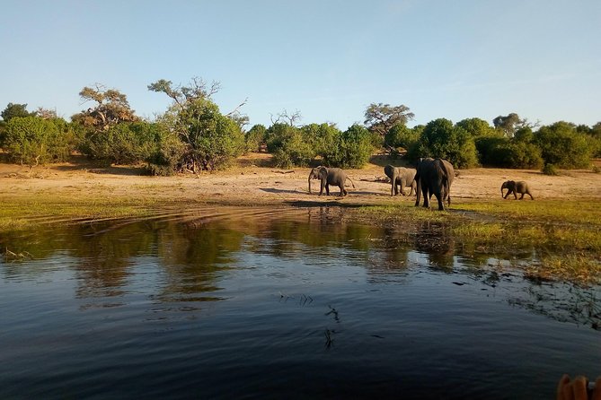 From Victoria Falls: Chobe National Park Small Group Tour - Full-Day vs Half-Day vs Extended Day: Which Version Fits Your Style