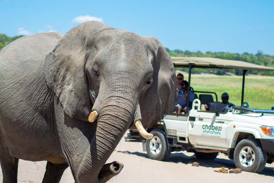 From Victoria Falls: Full Chobe Day trip to Chobe, Botswana - Chobe in One Day: what the 10-hour schedule really means