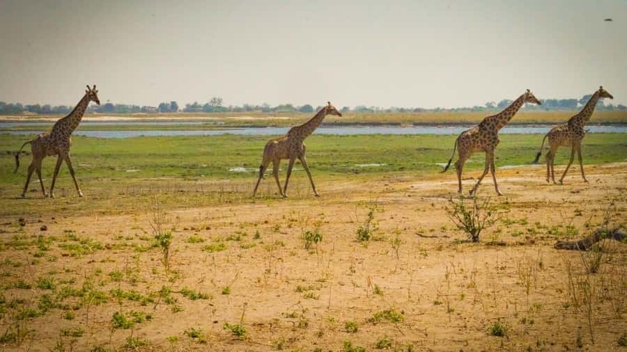 From Victoria Falls: Full Chobe Day trip to Chobe, Botswana - The Chobe River cruise: the best way to start your wildlife day