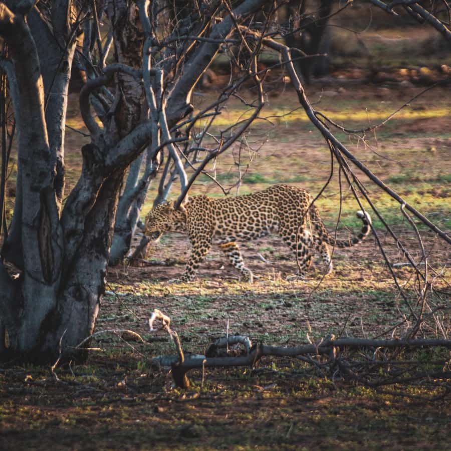 From Victoria Falls: Full Chobe Day trip to Chobe, Botswana - The 15-minute jeep transfer: short, but it changes your perspective
