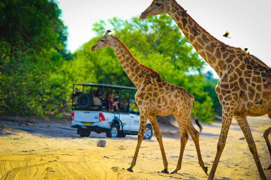 From Victoria Falls: Full Chobe Day trip to Chobe, Botswana - Game drive in Chobe National Park: why this area is famous