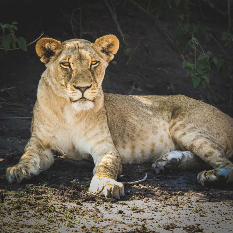 From Victoria Falls: Full Chobe Day trip to Chobe, Botswana - What the included lunch and guide support actually do for you
