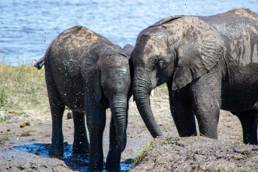 From Victoria Falls: Full Chobe Day trip to Chobe, Botswana - Rules, what to bring, and small choices that improve your day