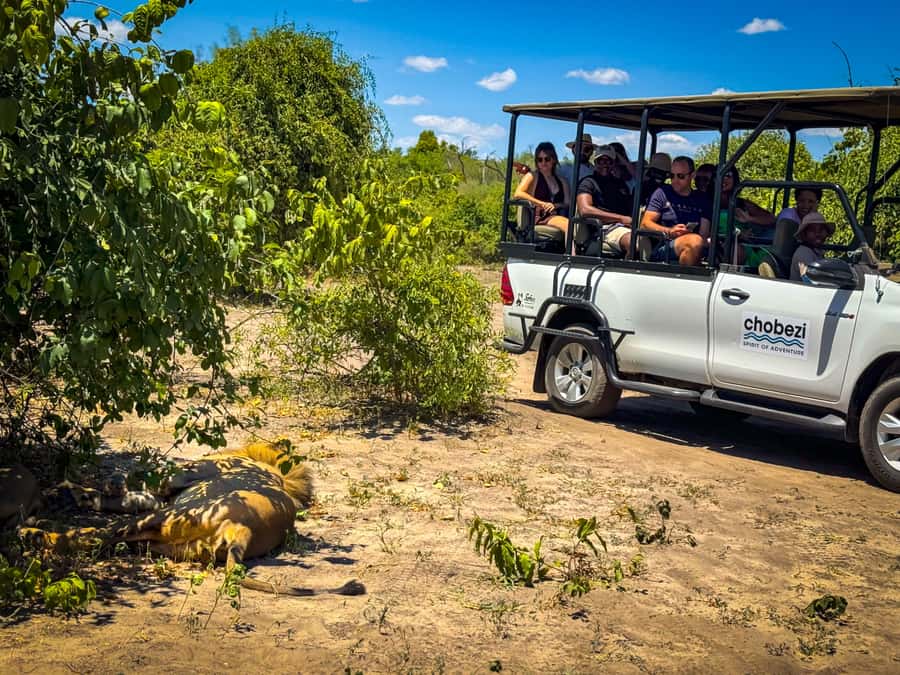 From Victoria Falls: Full Chobe Day trip to Chobe, Botswana - Who should book this Chobe day trip, and who should skip it