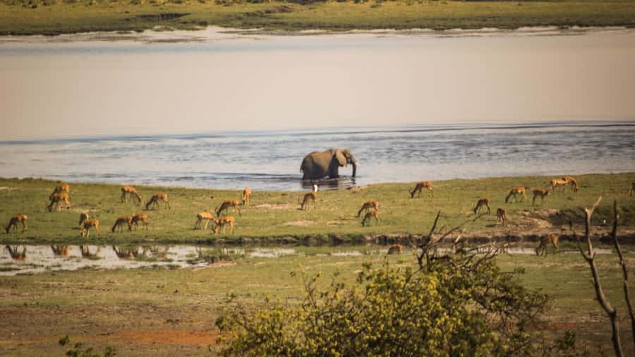 From Victoria Falls: Full Chobe Day trip to Chobe, Botswana - Getting from Victoria Falls to Chobe: pickups, border timing, and staying oriented