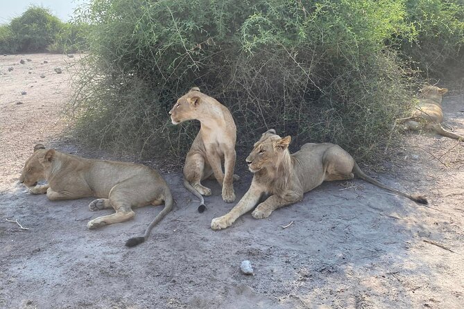 From Victoria Falls: Hwange National Park Day Safari - Hwange National Park: Why This One-Day Trip Makes Sense