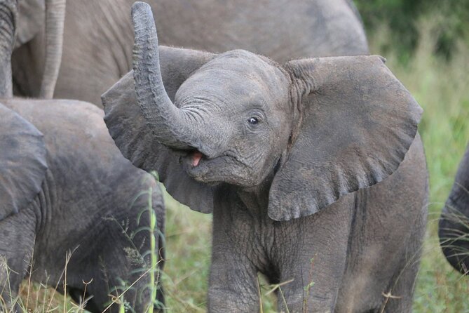 From Victoria Falls: Hwange National Park Day Safari - Picnic Lunch Where the Wildlife Is the Main Event