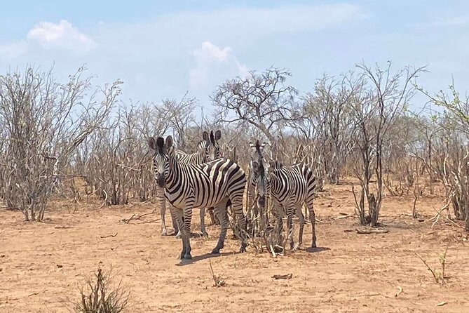 From Victoria Falls: Hwange National Park Day Safari - What You’re Likely to See in Hwange