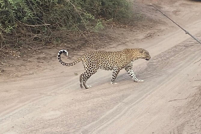 From Victoria Falls: Hwange National Park Day Safari - Your Guide Matters: Ashley’s Spotting Superpower
