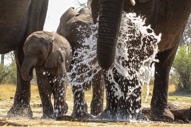 From Victoria Falls: Hwange National Park Day Safari - Price and Value: Is $350 Worth It?