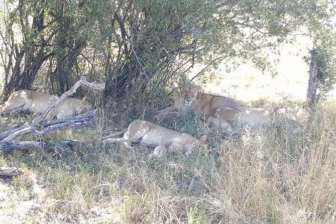From Victoria Falls: Hwange National Park Day Safari - The 5:00 am Start From Victoria Falls