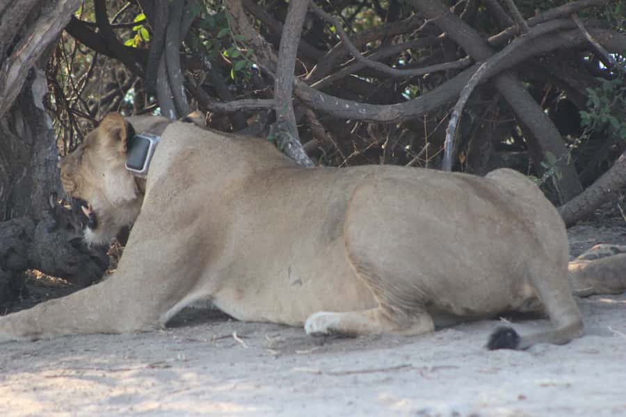 From Victoria Falls: Sunrise to Sunset Chobe Safari - Sunrise to Botswana, how the day actually runs