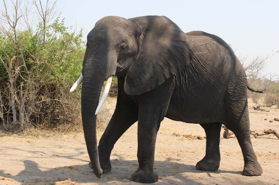 From Victoria Falls: Sunrise to Sunset Chobe Safari - The morning game drive in Chobe, your best shot at big sightings