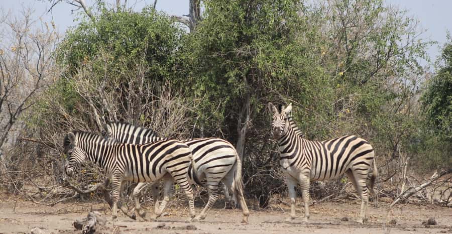 From Victoria Falls: Sunrise to Sunset Chobe Safari - What to bring, what to wear, and what can backfire