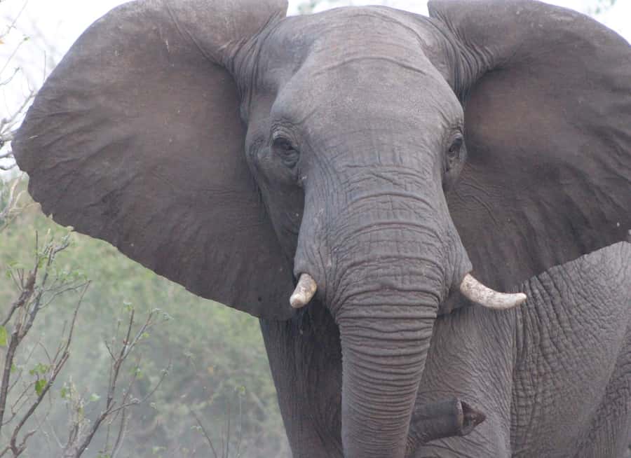 From Victoria Falls: Sunrise to Sunset Chobe Safari - Border crossing reality: visas and re-entry planning