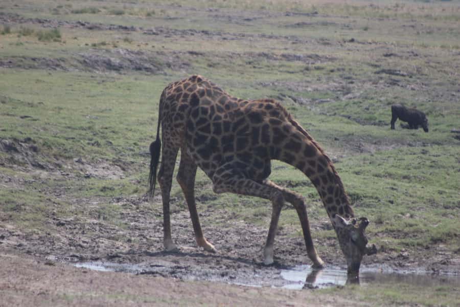 From Victoria Falls: Sunrise to Sunset Chobe Safari - Why cool hours matter for lion, leopard, and general animal activity
