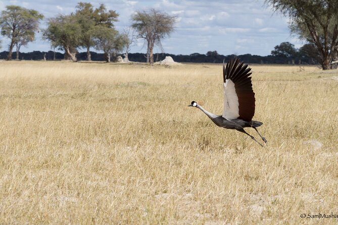Full Day Birding Zambezi National Park Includes Picnic Lunch - Stepping Into Zambezi National Park for Different Birding Zones
