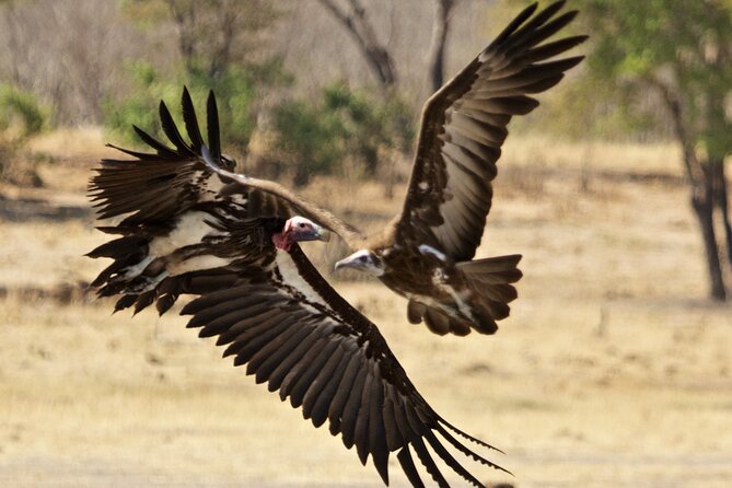 Full Day Birding Zambezi National Park Includes Picnic Lunch - Guides Make the Difference, and You Get Real Local Names