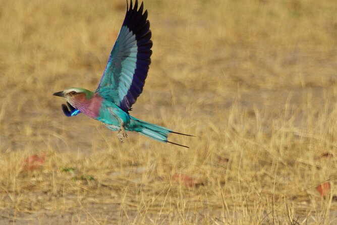 Full Day Birding Zambezi National Park Includes Picnic Lunch - Birding Results: More Species Than You Might Expect