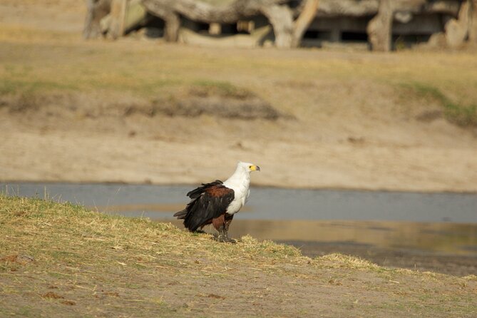 Full Day Birding Zambezi National Park Includes Picnic Lunch - Morning Along the Zambezi River Above Victoria Falls