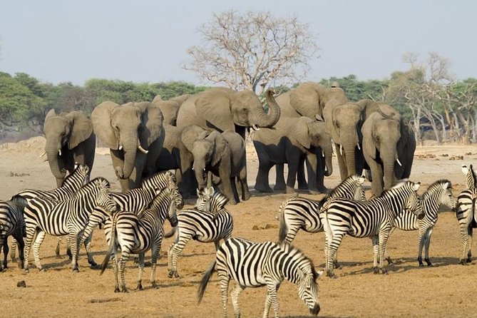 Full Day Chobe National Park Big 5 Safari - Key moments that make this Chobe Big 5 day safari work