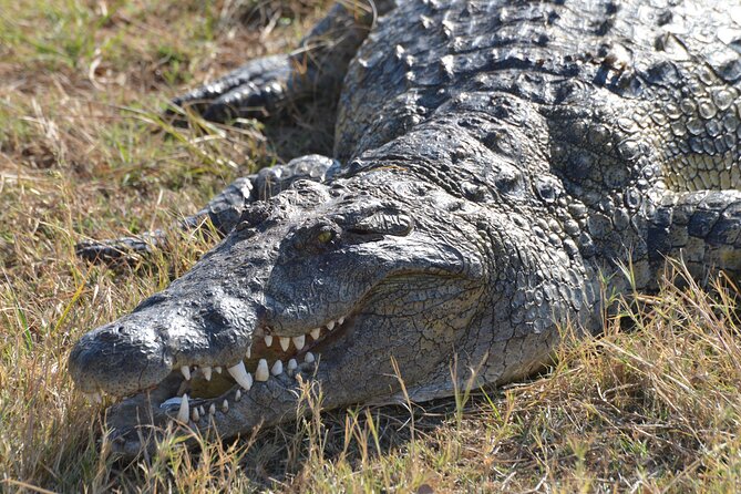 Full Day Chobe Trip with Lunch - Key highlights