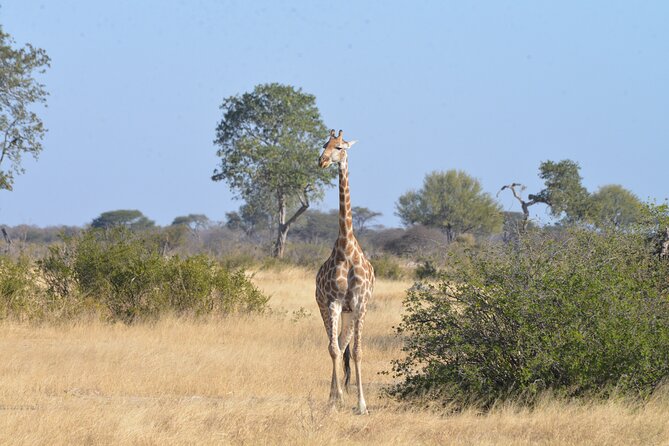 Full Day Chobe Trip with Lunch - Price and what $165 gets you in real value