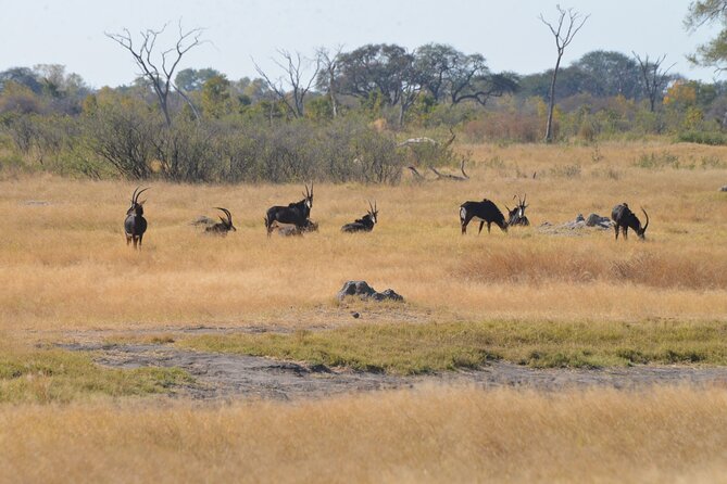 Full Day Chobe Trip with Lunch - The Chobe boat cruise: where elephants and hippos show up