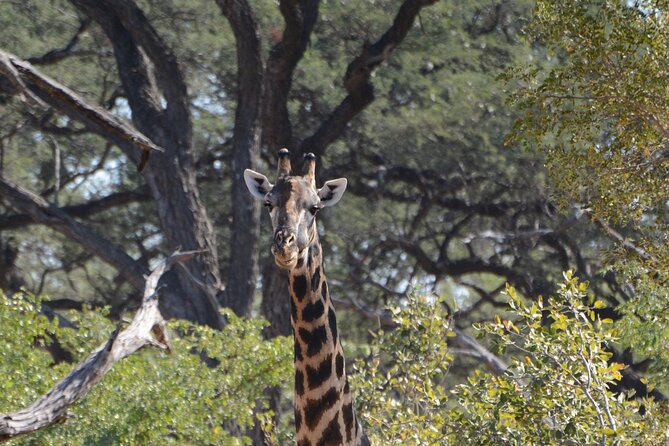 Full Day Chobe Trip with Lunch - Lunch at the Cresta Mowana stop: how the midday break matters