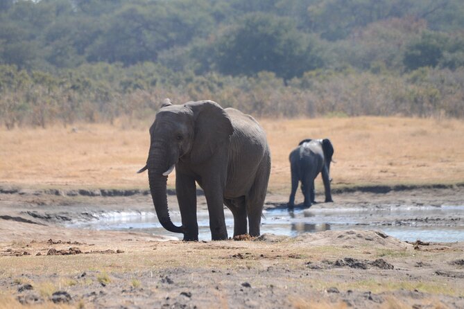 Full Day Chobe Trip with Lunch - Wildlife expectations: what you can aim for and how to watch smarter