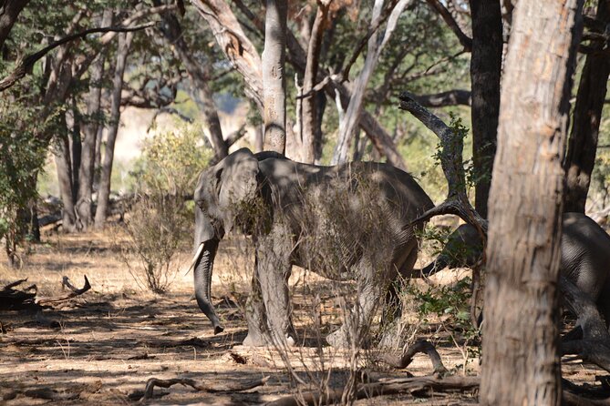 Full Day Chobe Trip with Lunch - Comfort, gear, and small tips that make the day easier
