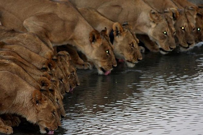 Full Day Hwange Day Trip - How This Day Trip Works From Victoria Falls