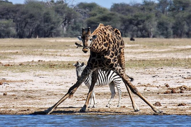 Full Day Hwange Day Trip - Afternoon Game Drive at 2:00pm: Where Waterholes Steal the Show