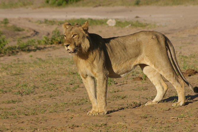 Full Day Hwange Day Trip - Price and Logistics: What $260 Covers, and What to Budget Separately