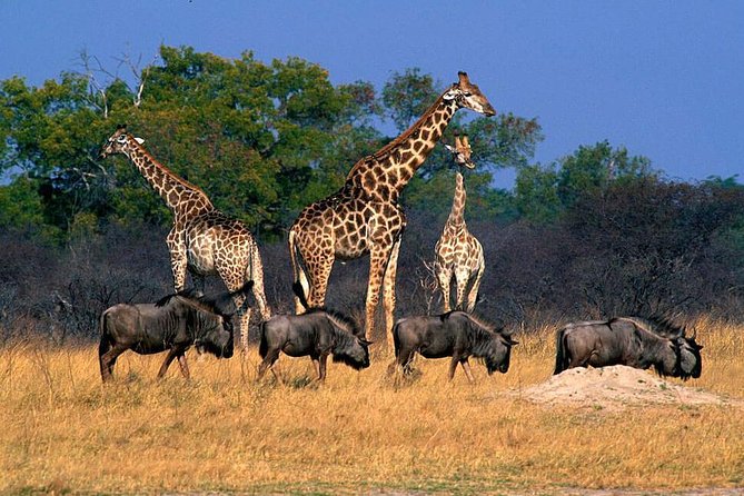 Full Day Hwange Day Trip - Timing That Makes the Wildlife Day Feel Efficient