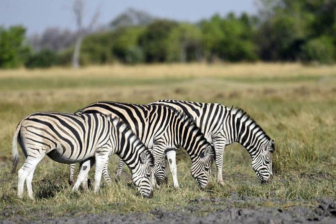 Full-Day Hwange National Park Tour from Victoria Falls - The 195 km drive: leaving Victoria Falls before the day gets busy