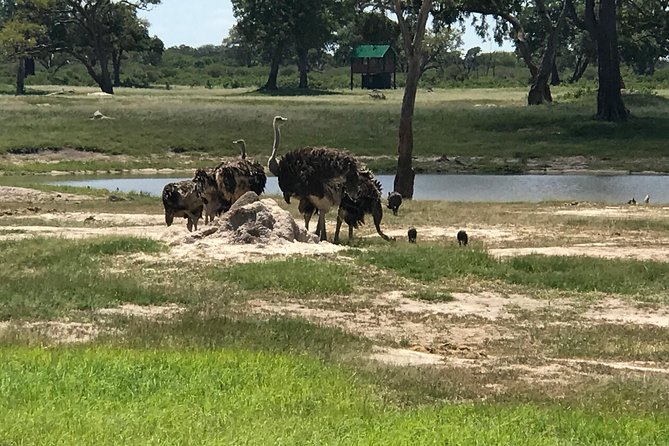 Full-Day Hwange National Park Tour from Victoria Falls - Why Hwange waterholes matter (and why it changes the whole safari)