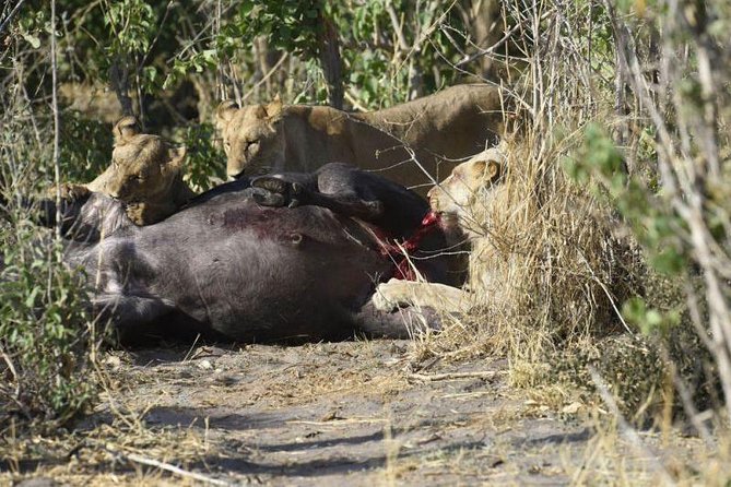Full-Day Hwange National Park Tour from Victoria Falls - The full-day drive and lunch stops at viewing platforms