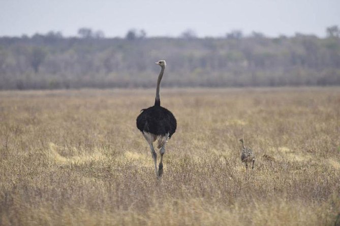 Full-Day Hwange National Park Tour from Victoria Falls - Wildlife sightings: what you’re most likely to remember