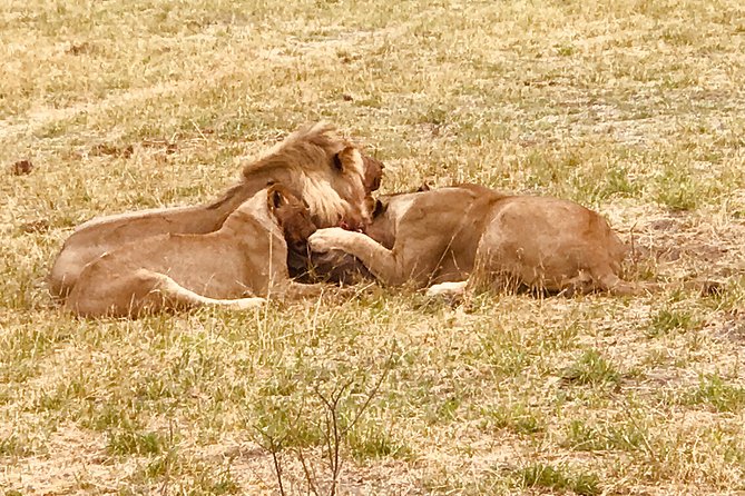 Full-Day Hwange National Park Tour from Victoria Falls - Comfort, vehicles, and why small groups help your day