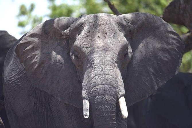 Full-Day Hwange National Park Tour from Victoria Falls - Price and value: is $275 per person a fair deal?