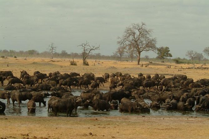 Full-Day Hwange National Park Tour from Victoria Falls - Arriving at Main Camp around 08:30 and starting your game drive