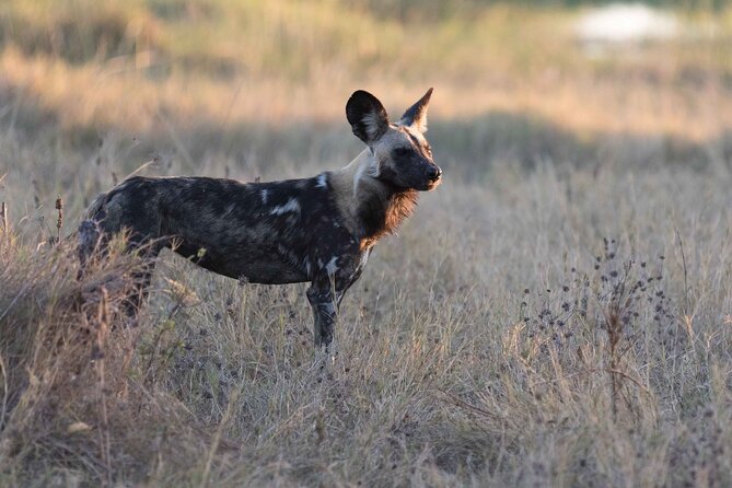 Full-Day Safari Chobe National Park and boat safari - Why this Chobe full-day plan works so well from Victoria Falls