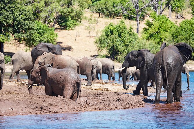 Full Day Zambezi National Park Golden Safari - Why Zambezi beats the long-drive safari day trips