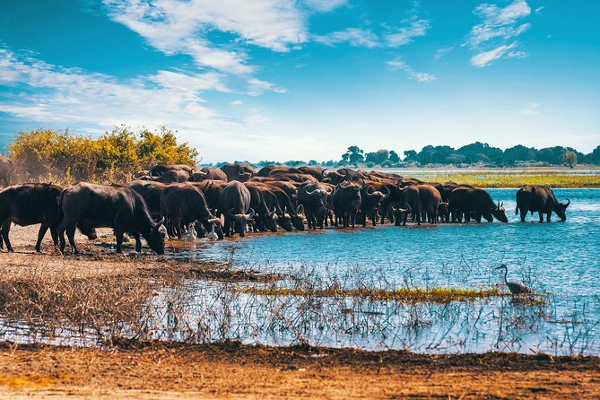 Full Day Zambezi National Park Golden Safari - 7:30 pickup, about 12 hours, and how the day actually feels