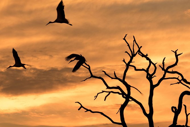 Full-Day Zimbabwe Zambezi National Park Safari & Lunch - Key Highlights You Should Know Before You Go